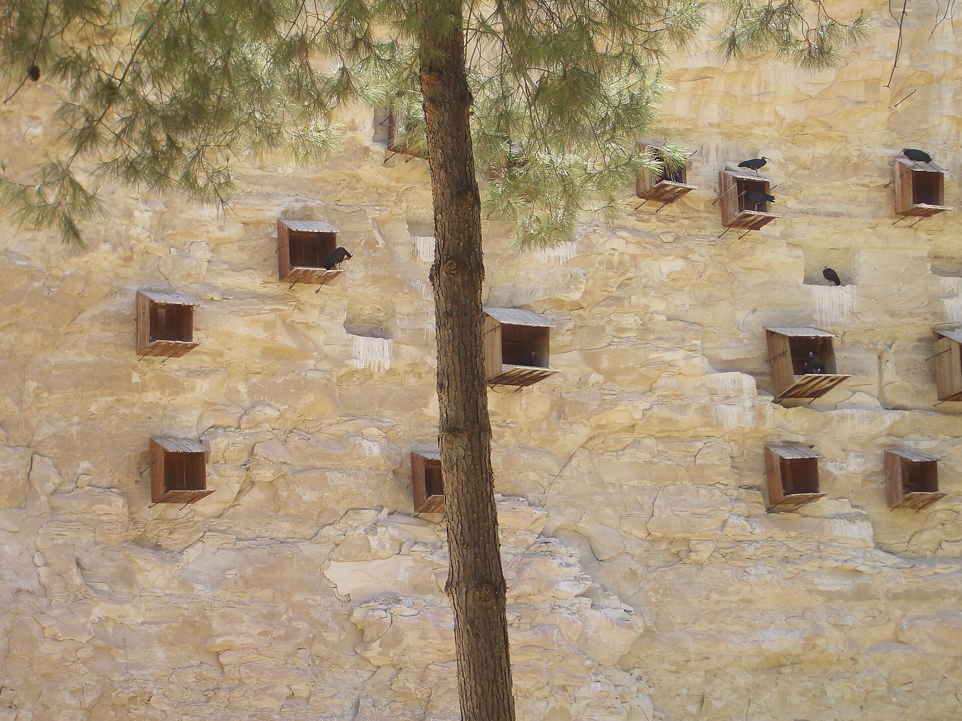 Turkey’s Northern Bald Ibis Colony Shows What Long Protection Can Do
